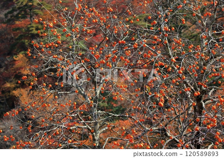 Persimmon tree of satoyama Persimmon tree of satoyama 120589893