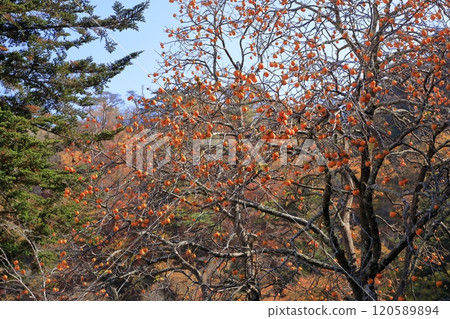 Persimmon tree of satoyama 120589894