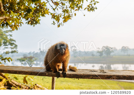 Curious monkey lounging on a wooden railing near a serene lake at dawn Curious monkey lounging on a wooden railing near a serene lake at dawn 120589920