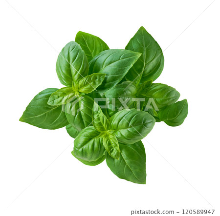 fresh green basil isolated on white background. Healthy eating, aromatic herb, food ingredient, spice for culinary fresh green basil isolated on white background. Healthy eating, aromatic herb, food ingredient, spice for culinary 120589947