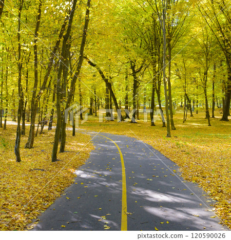 Beautiful autumn park with fallen leaves on the walking path. Beautiful autumn park with fallen leaves on the walking path. 120590026