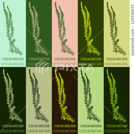 Set of vector drawing of SPINULUM ANNOTINUM in various colors. Hand drawn illustration. Latin name LYCOPODIUM ANNOTINUM L. Set of vector drawing of SPINULUM ANNOTINUM in various colors. Hand drawn illustration. Latin name LYCOPODIUM ANNOTINUM L. 120590035