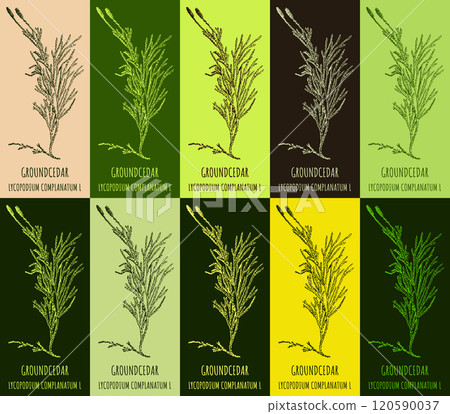 Set of vector drawing of GROUNDCEDAR in various colors. Hand drawn illustration. Latin name LYCOPODIUM COMPLANATUM L. Set of vector drawing of GROUNDCEDAR in various colors. Hand drawn illustration. Latin name LYCOPODIUM COMPLANATUM L. 120590037