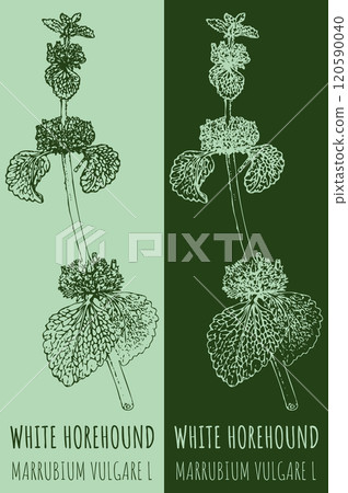 Vector drawings WHITE HOREHOUND. Hand drawn illustration. Latin name MARRUBIUM VULGARE L. Vector drawings WHITE HOREHOUND. Hand drawn illustration. Latin name MARRUBIUM VULGARE L. 120590040