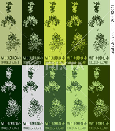 Set of vector drawing of WHITE HOREHOUND in various colors. Hand drawn illustration. Latin name MARRUBIUM VULGARE L. 120590041