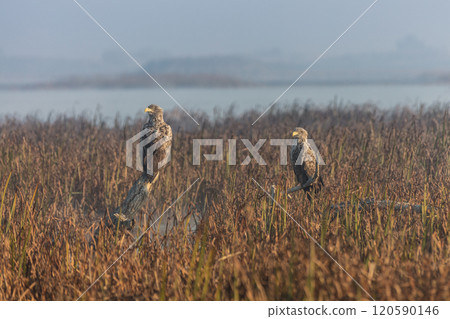 white tailed eagle 120590146