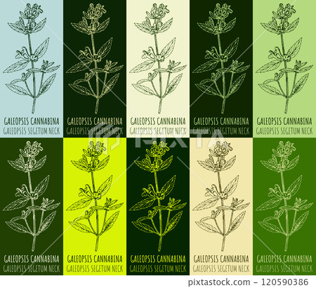 Set of vector drawing of GALEOPSIS CANNABINA in various colors. Hand drawn illustration. Latin name GALEOPSIS SEGETUM NECK. 120590386