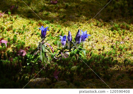 Gentian flowers and autumn wildflowers Gentian flowers and autumn wildflowers 120590408