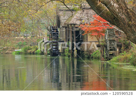 Autumn in Azumino: Watermill at Daio Wasabi Farm Autumn in Azumino: Watermill at Daio Wasabi Farm 120590528