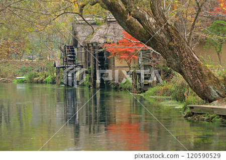 Autumn in Azumino: Watermill at Daio Wasabi Farm Autumn in Azumino: Watermill at Daio Wasabi Farm 120590529