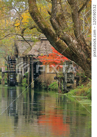 Autumn in Azumino: Watermill at Daio Wasabi Farm 120590532