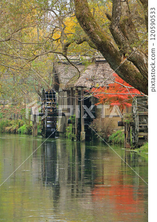 Autumn in Azumino: Watermill at Daio Wasabi Farm Autumn in Azumino: Watermill at Daio Wasabi Farm 120590533