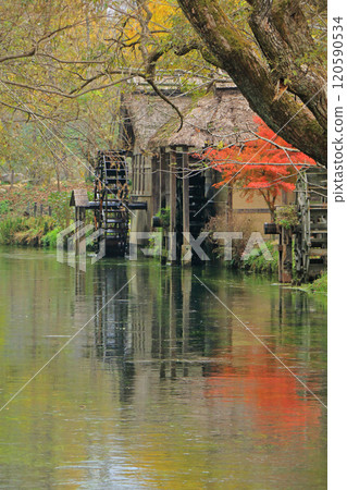 Autumn in Azumino: Watermill at Daio Wasabi Farm Autumn in Azumino: Watermill at Daio Wasabi Farm 120590534