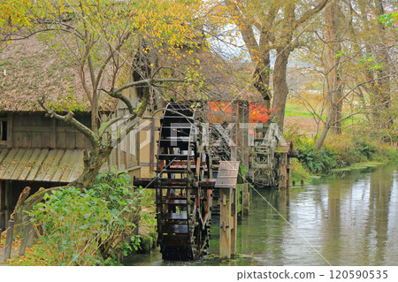 Autumn in Azumino: Watermill at Daio Wasabi Farm Autumn in Azumino: Watermill at Daio Wasabi Farm 120590535
