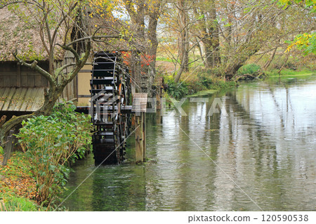 Autumn in Azumino: Watermill at Daio Wasabi Farm Autumn in Azumino: Watermill at Daio Wasabi Farm 120590538