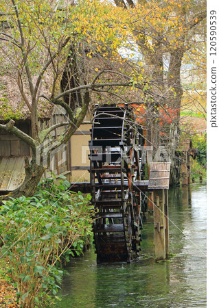 Autumn in Azumino: Watermill at Daio Wasabi Farm Autumn in Azumino: Watermill at Daio Wasabi Farm 120590539
