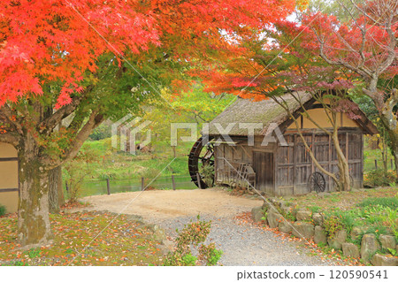 Autumn in Azumino: Watermill at Daio Wasabi Farm Autumn in Azumino: Watermill at Daio Wasabi Farm 120590541