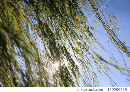 Willow tree Willow tree 120590639