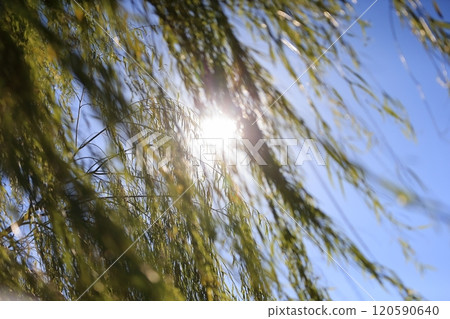 Willow tree Willow tree 120590640