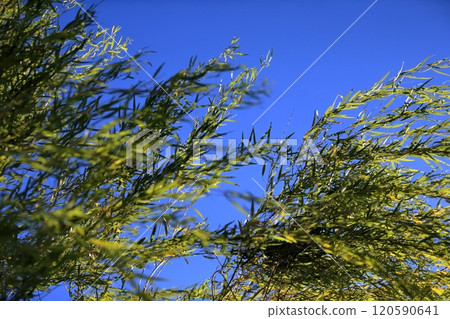 Willow tree Willow tree 120590641