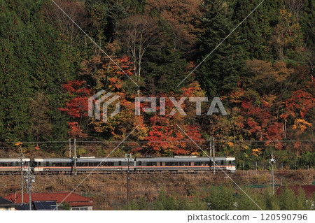 穿過木曾路的383系特快列車“信濃號”,染上秋葉_拍攝於2024年11月23日 穿過木曾路的383系特快列車“信濃號”,染上秋葉_拍攝於2024年11月23日 120590796