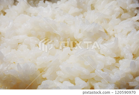 新鮮煮熟的米飯白色背景 120590970