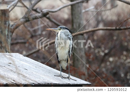 藍鷺一一臉輕鬆，彷彿旅程的疲勞正在痊癒。 120591012