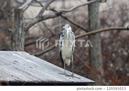 放鬆的灰鷺,可能從旅途的疲勞中恢復過來 - 2 放鬆的灰鷺,可能從旅途的疲勞中恢復過來 - 2 120591013