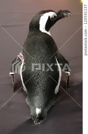 Looking at the Backside of an African Penguin 120591137