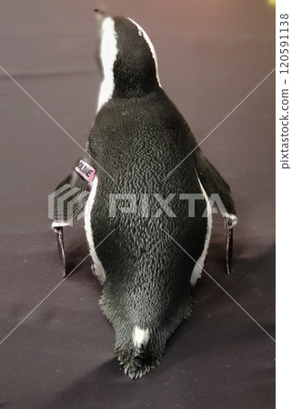 Looking at the Backside of an African Penguin Looking at the Backside of an African Penguin 120591138