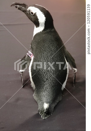 Looking at the Backside of an African Penguin 120591139