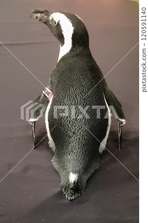 Looking at the Backside of an African Penguin 120591140