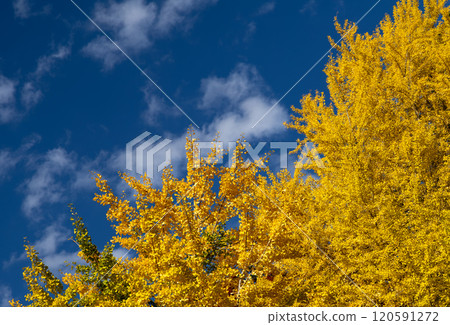 The contrast between the vivid blue sky and the golden ginkgo trees 120591272