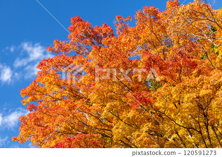 明亮的藍天和鮮紅的秋葉形成鮮明對比 120591273