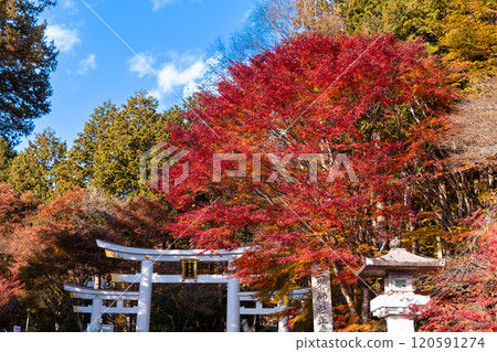 鳥居和明亮的秋葉 120591274