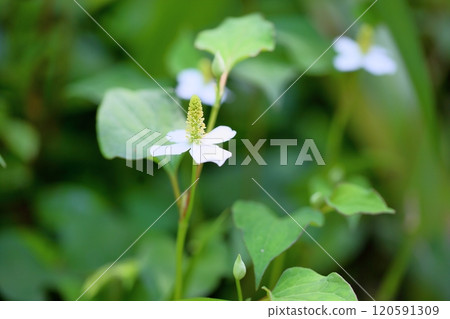 Houttuynia cordata flower Houttuynia cordata flower 120591309