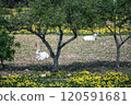 Two goats lay peacefully under a tree in a vibrant meadow 120591681