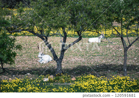 Two goats lay peacefully under a tree in a vibrant meadow 120591681