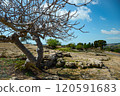 In the very center of a vast and arid desert stands a tree without leaves 120591683
