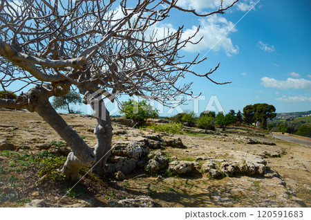 In the very center of a vast and arid desert stands a tree without leaves 120591683