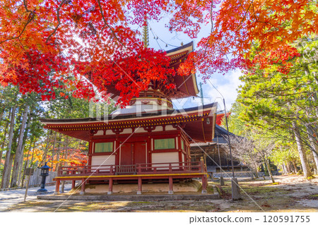 紅葉覆蓋的高野山團上伽藍東塔 120591755