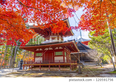 紅葉覆蓋的高野山團上伽藍東塔 120591756