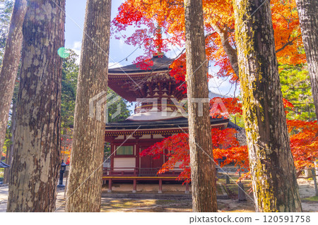 紅葉覆蓋的高野山團上伽藍東塔 紅葉覆蓋的高野山團上伽藍東塔 120591758