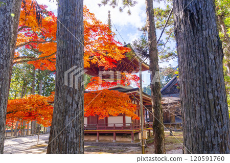 紅葉覆蓋的高野山團上伽藍東塔 120591760