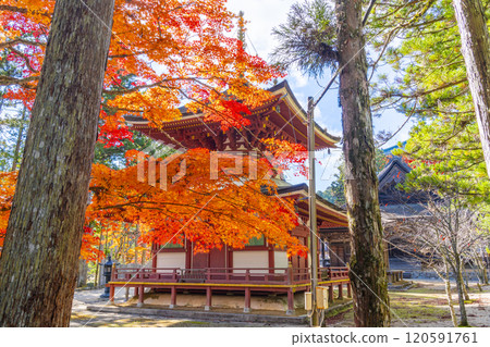 紅葉覆蓋的高野山團上伽藍東塔 120591761