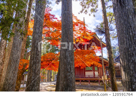 紅葉覆蓋的高野山團上伽藍東塔 120591764