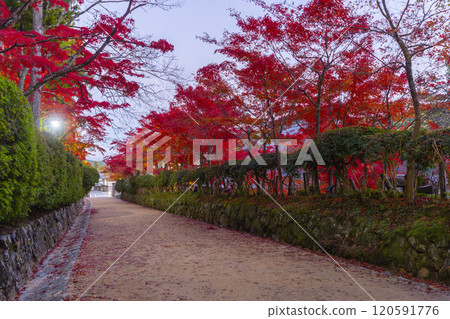 Mount Koya: Danjo Garan: A path covered in autumn leaves Mount Koya: Danjo Garan: A path covered in autumn leaves 120591776