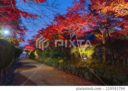 Mount Koya - Danjo Garan - Illumination of the Hebiwaraji path surrounded by autumn leaves 120591784