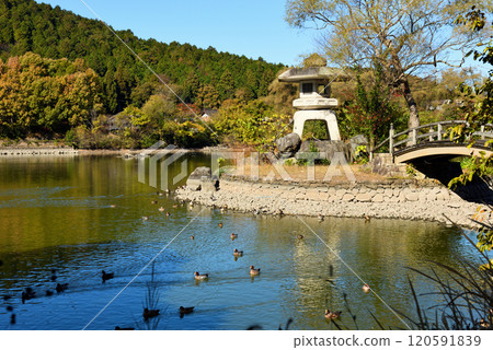 三島池和伊吹山開始變色 120591839