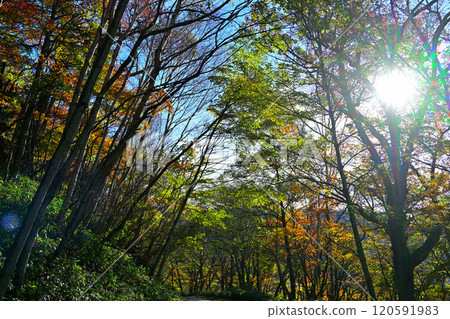 紅葉盛開的赤城大沼湖畔 秋色 120591983